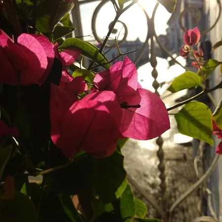 Couette-café Bea's 3*