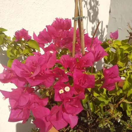 Bea's Tavira