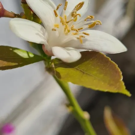 Bea's Couette-café Tavira