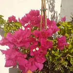 Bea's Tavira