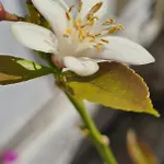 Bea's לינה וארוחת בוקר טאווירה