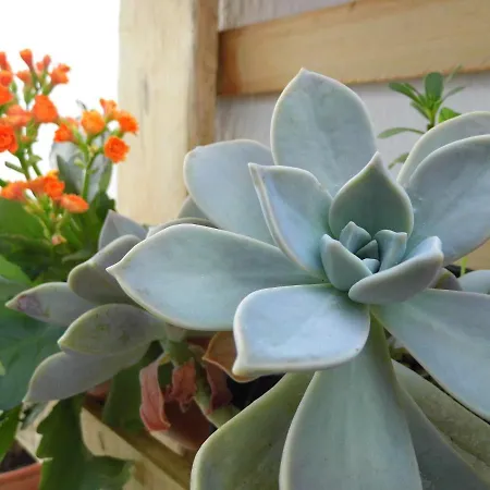 Bea's 3* טאווירה