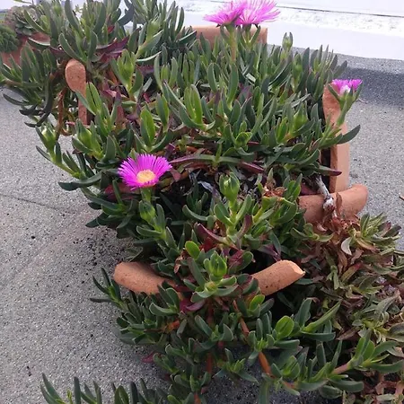 Bea's טאווירה