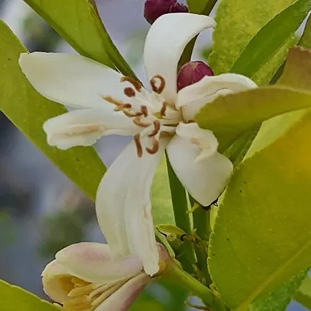 Bea's לינה וארוחת בוקר 3*