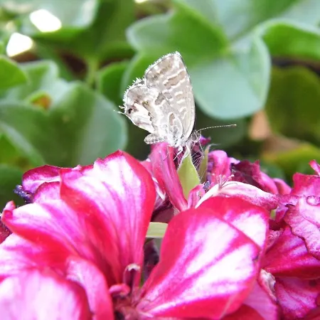 Bed & Breakfast Bea's Tavira